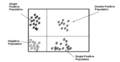 2-매개변수 히스토그램의 도식적 표현 (Single Positive Population: 단일 양성 집단, Double Positive Population: 이중 양성 집단, Negative Population: 음성 집단)