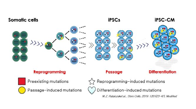 유도만능줄기세포 유래 세포치료제의 유전자 변이 가능성