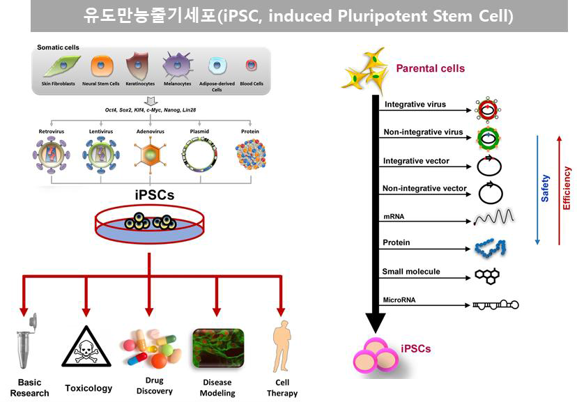 유도만능줄기세포 유래 분화세포 방법