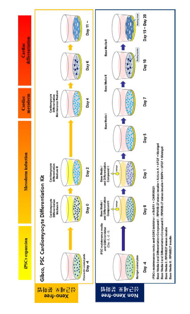 인간유도만능줄기세포를 이용한 Xeno free / Non-xeno free 심근분화법