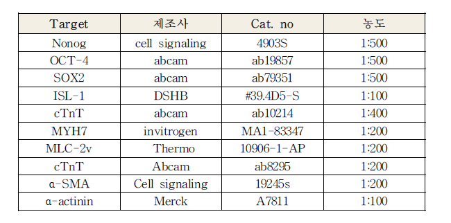 1차 항체 정보 및 처리 농도