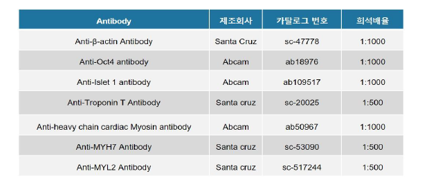 항체정보 및 희석배율