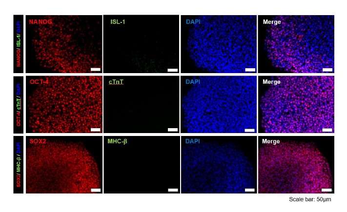 Xeno free배양환경에서 미분화 줄기세포 마커 발현 확인