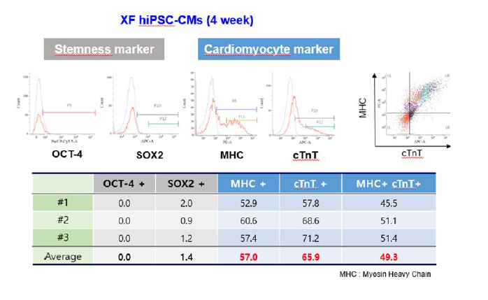 Xeno free 배양환경에서 심근 분화 4주차 마커 발현 확인