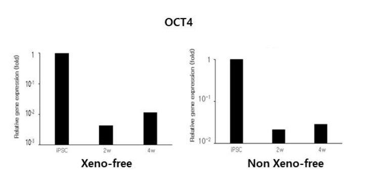 동물유래물질 유무에 따른 OCT-4 유전자 발현 확인