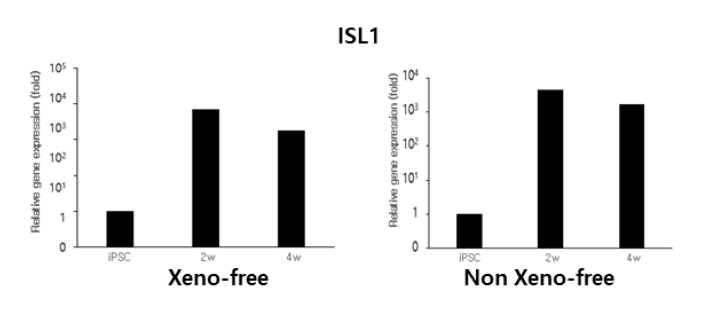 동물유래물질 유무에 따른 ISL1 유전자 발현 확인