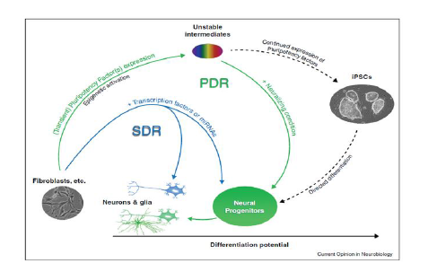 신경(줄기)세포로의 직접교차분화의 방법 (출처: Janghwan Kim, et al., Curr Opin Neurobiol 2012)