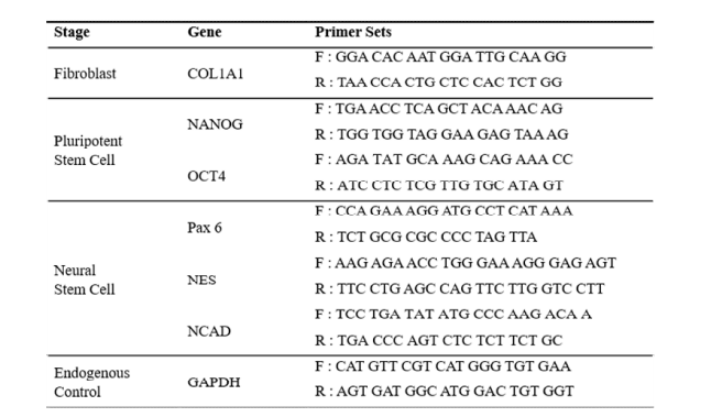 신경줄기세포 관련 유전자 발현확인을 위해 q-PCR에서 사용한 primer 서열