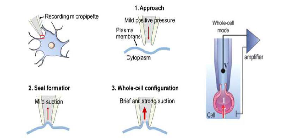 Patch clamp 실험의 Whole-cell mode에 대한 모식도