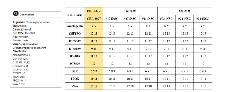 신경줄기세포의 STR 분석 결과