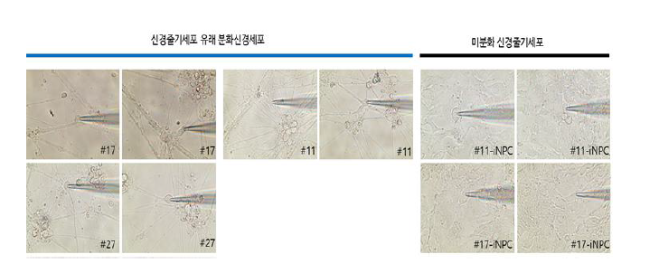 분화신경세포 및 미분화세포의 whole cell patch clamp 이미지