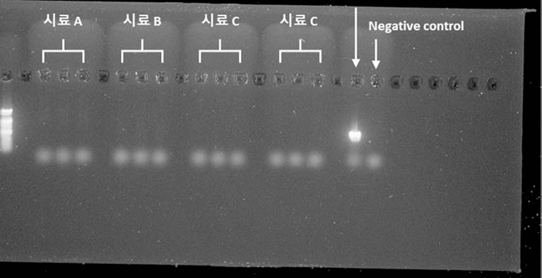ITS region PCR을 이용한 진균류 오염 검출 결과