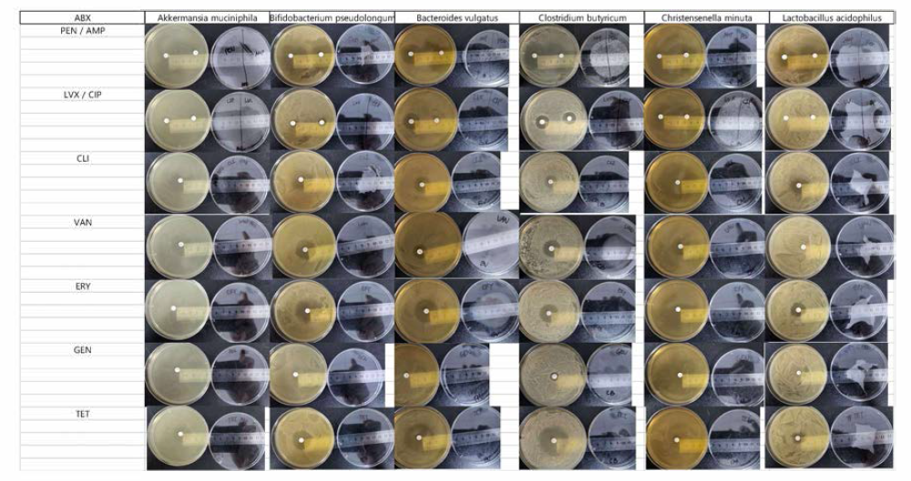 9가지 균주의 9가지 항생제에 대한 실험 결과