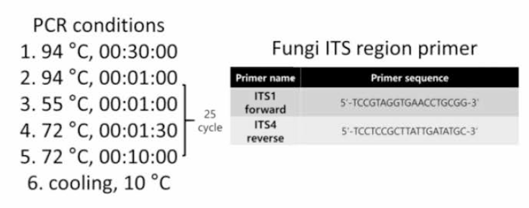 ITS reRion을 타겟으로 하는 프라이머와 PCR 조건