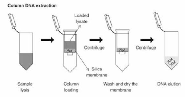 Column 기반 DNA 추출 키트 모식도