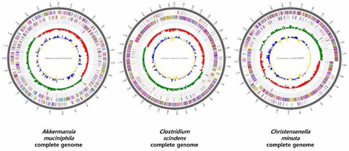 세가지 균주들의 complete genome 모식도