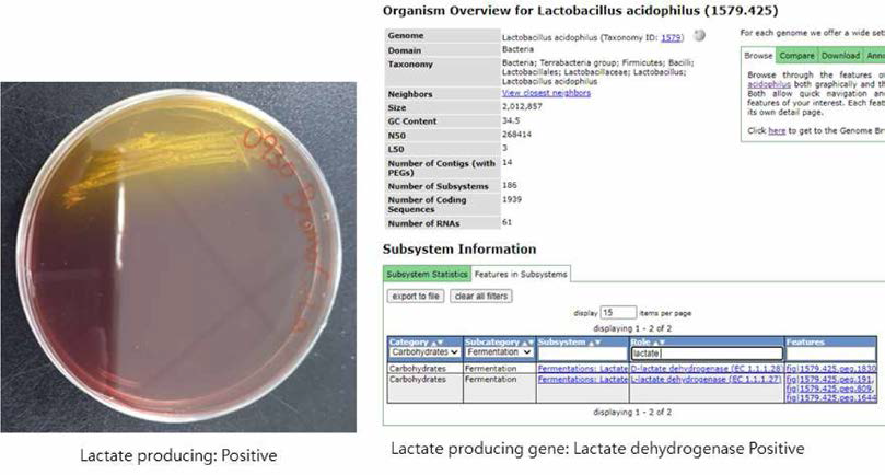 락트산 생성 배지 테스트 결과와 Lactate dehydrogenase gene 검색 결과 (RAST )