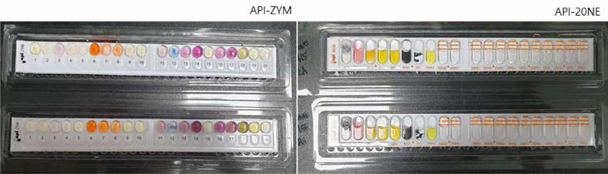 L. acidophilus의 당이용능과 효소활성을 확인하기 위해 진행한 API ZYM , API 20NE 결과