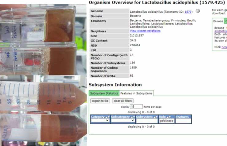 젤라틴 액화 배지 결과와 gelatinase 유전자 검색 결과 (RAST )