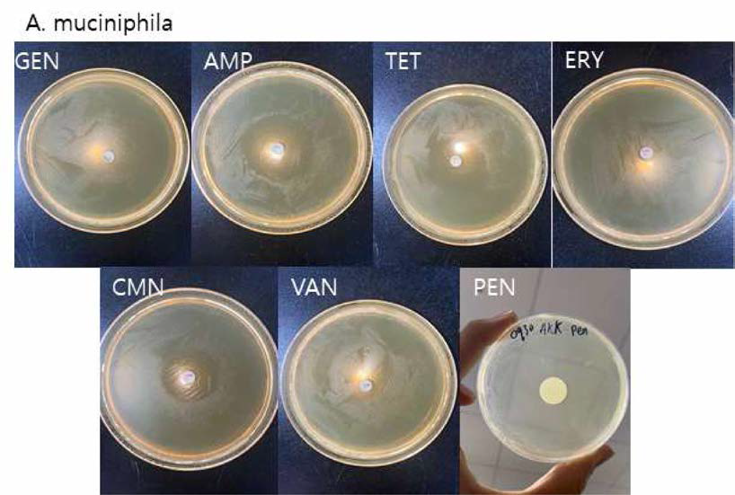A muciniphila으] 항생제 내성 테스트 결과