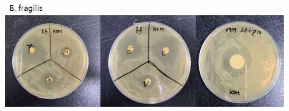 B. fraffilis의 항생제 내성 테스트 결