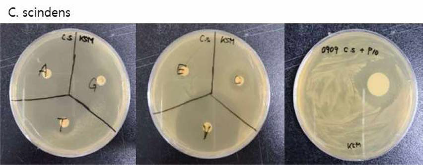 C scindens^] 항생제 내성 테스트 결과