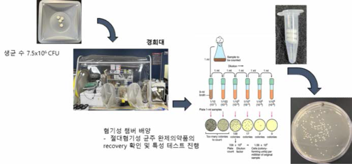 혐기성챔버 배양 및 CFU, recovery 모식도