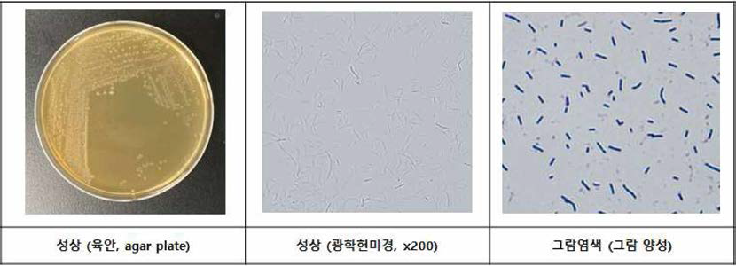 L. acidophilus ATCC 4356 균주의 성상 및 그람염색 결과