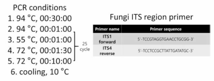 ITS region을 타겟으로 하는 프라이머와 PCR 조건