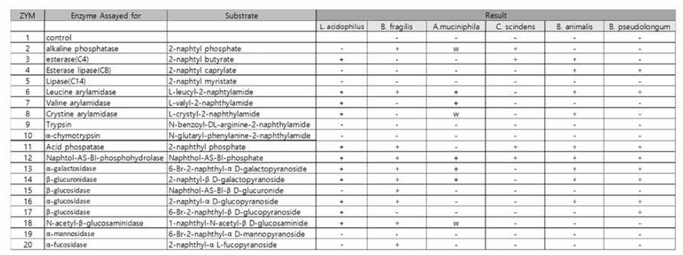 혐기성 균주별 API ZYM 결과
