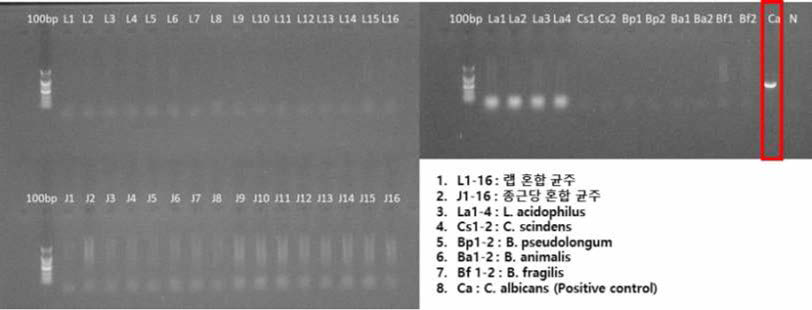 각 제제별, 균주별 진균류 오염을 ITS re년on PCR 진행, 전기영동으로 확인
