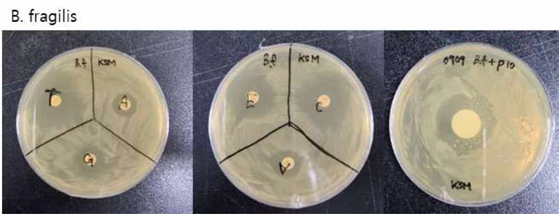 B. fmffilis의 항생제 내성 테스트 결과