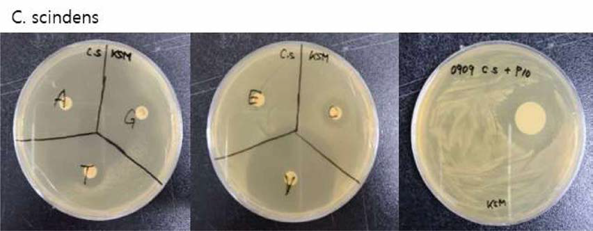 C. scindens항생제 내성 테스트 결과