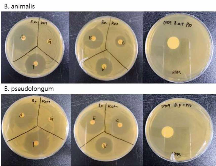 Bifidobacterium 두 개 species에 대한 항생제 내성 테스트 결과