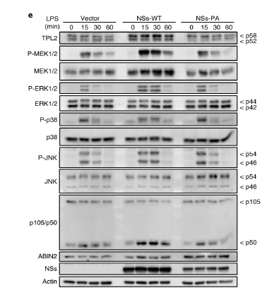 SFTSV NS 단백질이 TPL2 signalling pathway 관 련 인자들을 활성화시킴