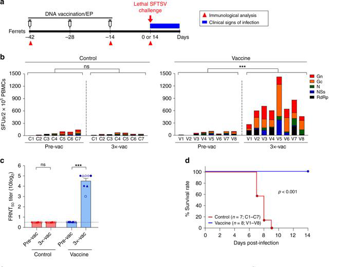 DNA plasmid로 면역된 ferret 동물모델에서 SFTSV 감염 실험