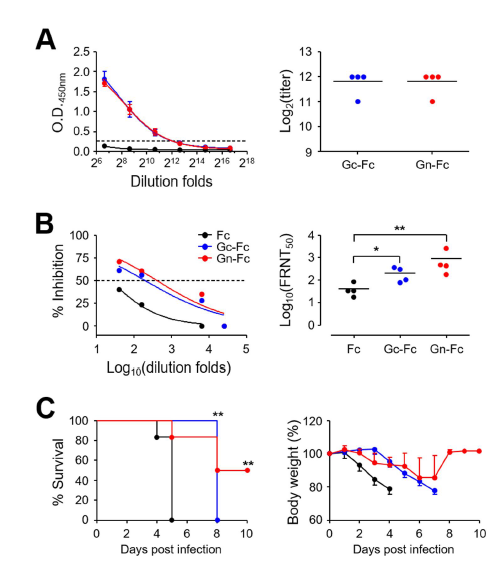 Gn과 Gc로 면역한 실험 동물모델에서 유도 된 IgG 항체가(A), 바 이 러 스 중 화 능 (B), 바이러스 감 염후 생존률과 체 중변화량(C)