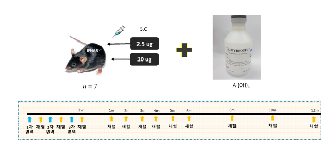 NP 면역 실험스케쥴