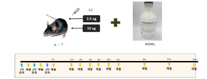 Gn과 Gc 면역 스케쥴