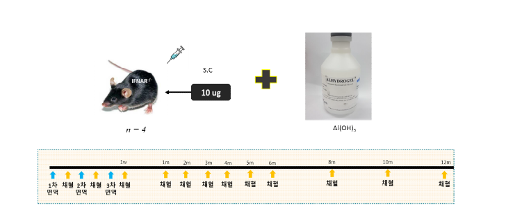 Gn과 Gc에 면역된 KO 마우스 실험계획