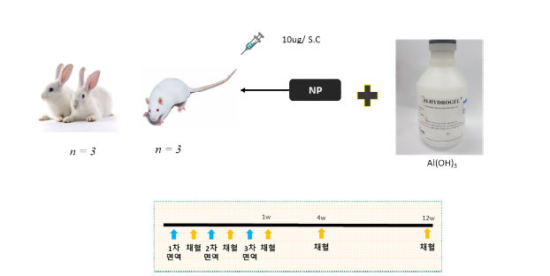 NP에 면역된 토끼와 랫드 실험 계획