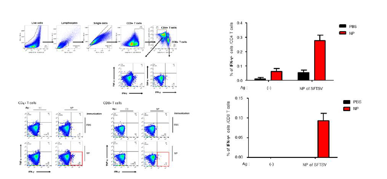 NP로 면역한 WT 마우스의 FACS 결과