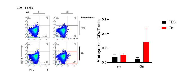 Gn에 면역된 WT마우스의 세포성 면역반응
