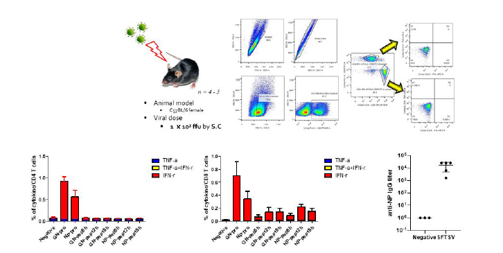 WT 마우스에 live SFTSV를 공격접종 후, FACS를 통한 T 세포 면역반응 분석 및 IgG 측정(NP)