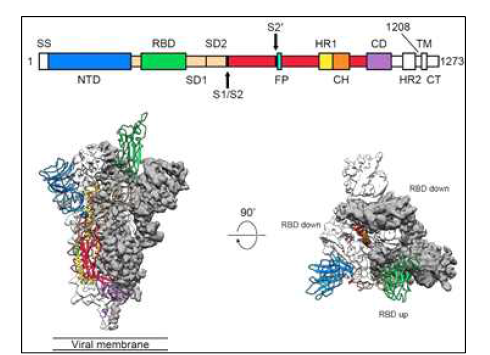 SARS-CoV-2의 Spike 유전자의 구성과 예상 구조