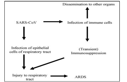 SARS-CoV 의 Pathogenesis 에서감염된 lymphocyte 의 역할