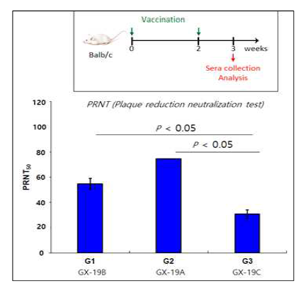 DNA 백신 투여 (전기천공기) 한 마우스에서의 중화항체 반응 분석
