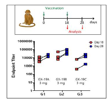 DNA 백신 투여 (전기천공기) 한 원숭이에서 항체 반응 분석