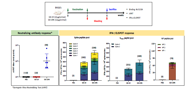 GX-19 및 GX-19N을 투여한 마우스에서 중화항체 surrogate ELISA 반응과 Spike, SRBD, NP 특이 ELISPOT 반응의 비교
