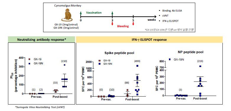 GX-19 및 GX-19N을 투여한 원숭이에서 중화항체 surrogate ELISA 반응과 Spike, NP 특이 ELISPOT 반응의 비교
